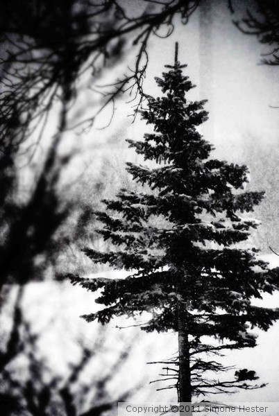Xmas Tree 