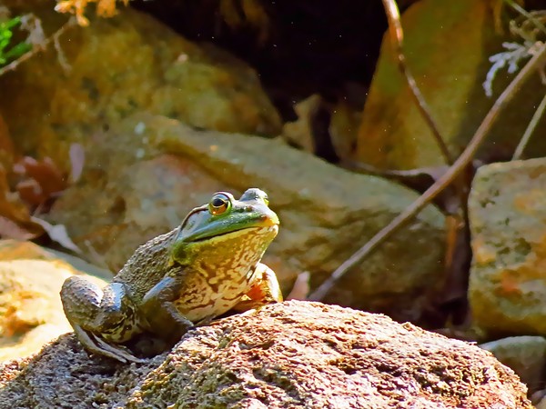 2668 frog portrait