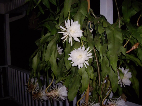 2008 12 pm003