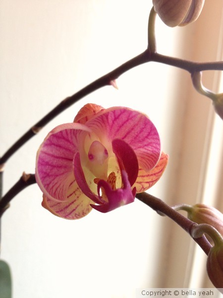 first bloom this year on phalaenopsis