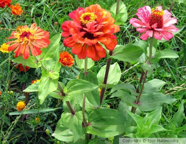 Flowers