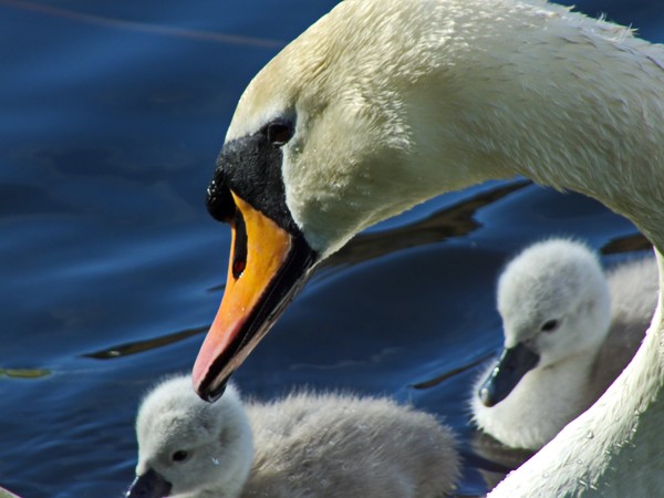 swan n signets