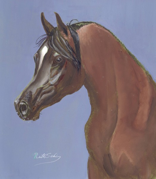 Arabian Horse