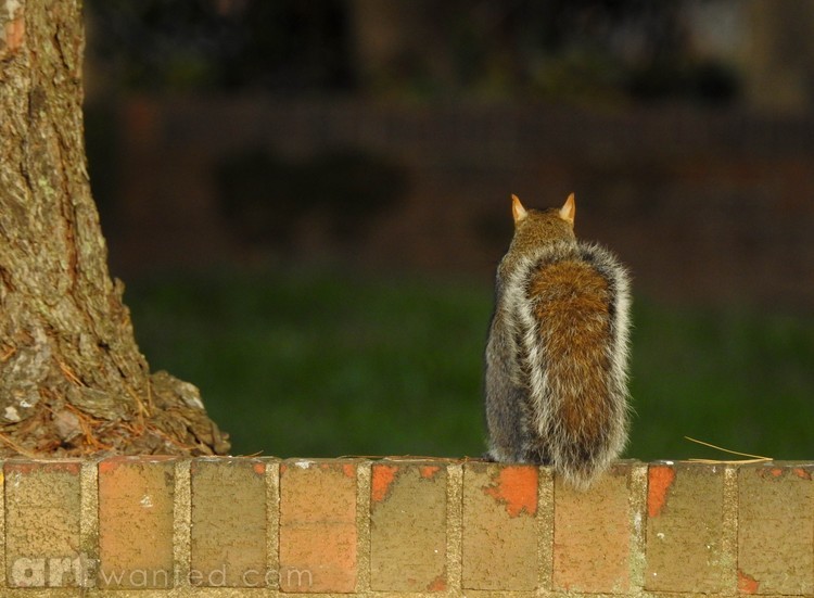 Solitary Snacker