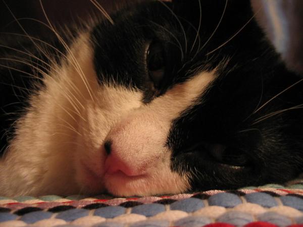 Cat Up Close