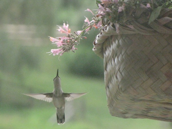Through the Kitchen Window