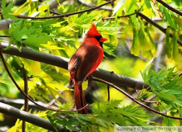 CARDINAL UNAWARE
