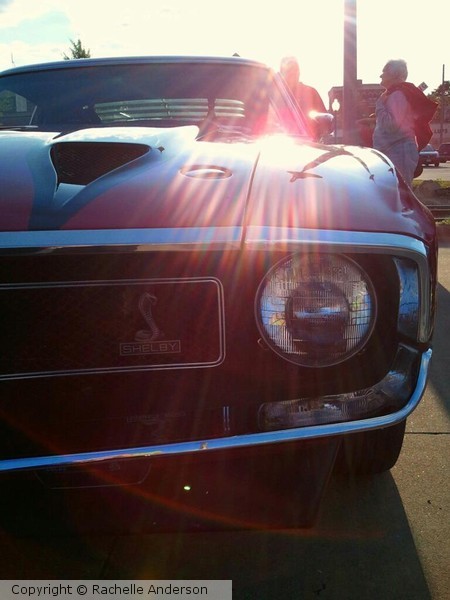 shelby