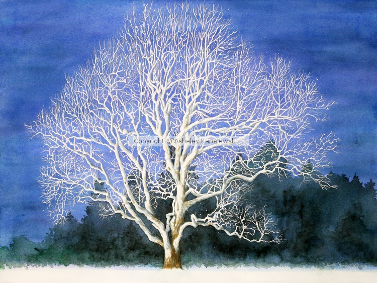 Shelburne Sycamore
