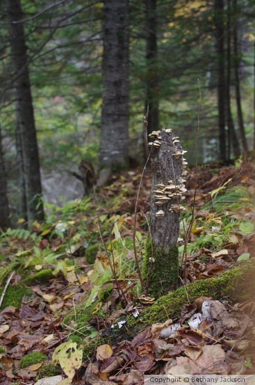 Optimized-Mushrooms on a Stump