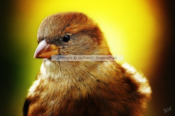 The Golden Sunshine Portrait