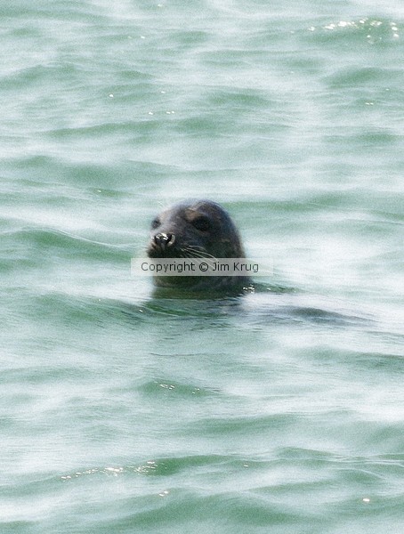 Seal In Bay- Cape Cod
