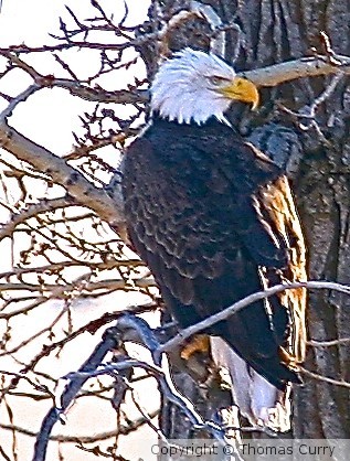 Bald Eagle