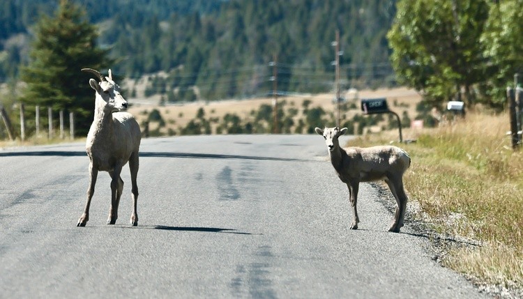 Montana traffic jam