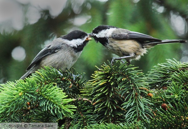 Chickadee Buddies