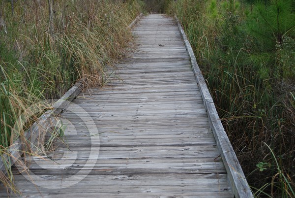 Bridge Eternal
