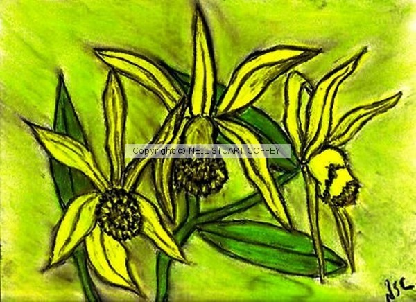 YELLOW ORCHIDS