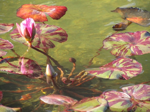Water Lilies