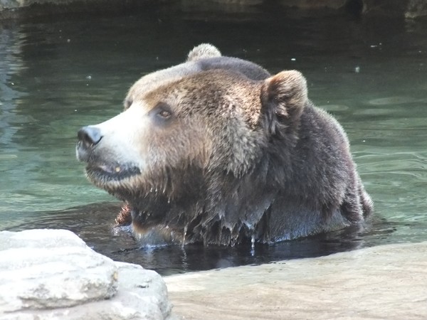 Griz