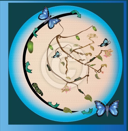 life cycle of a butterfly