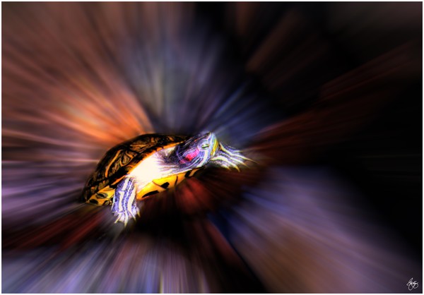 Flying Turtle