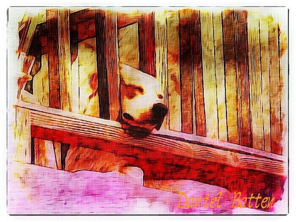 The Happy Captive