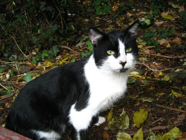 Yalta cat