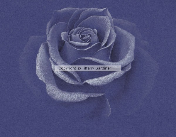 Blue Rose