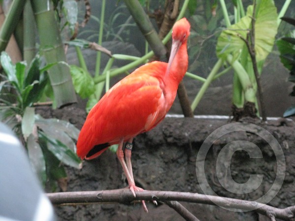 pinkbird