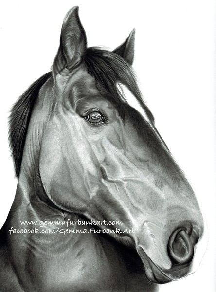 'Jake' Horse Pencil Drawing