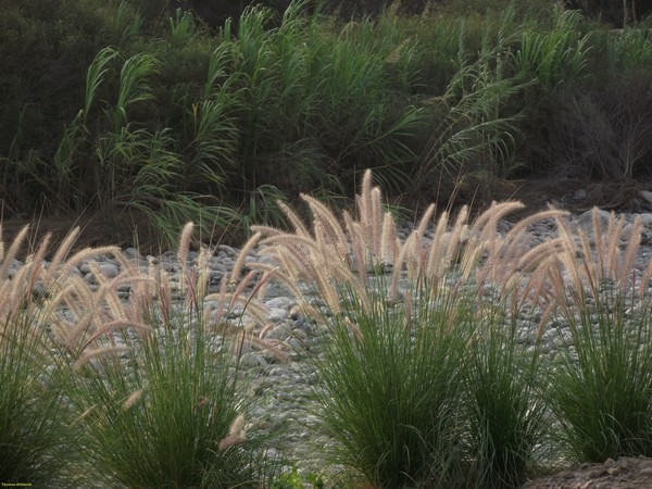 Wild Grass