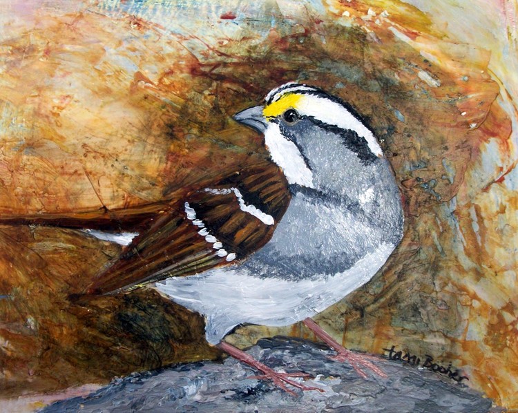 White Throated Sparrow