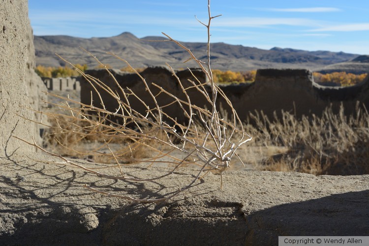 Tumble Weed