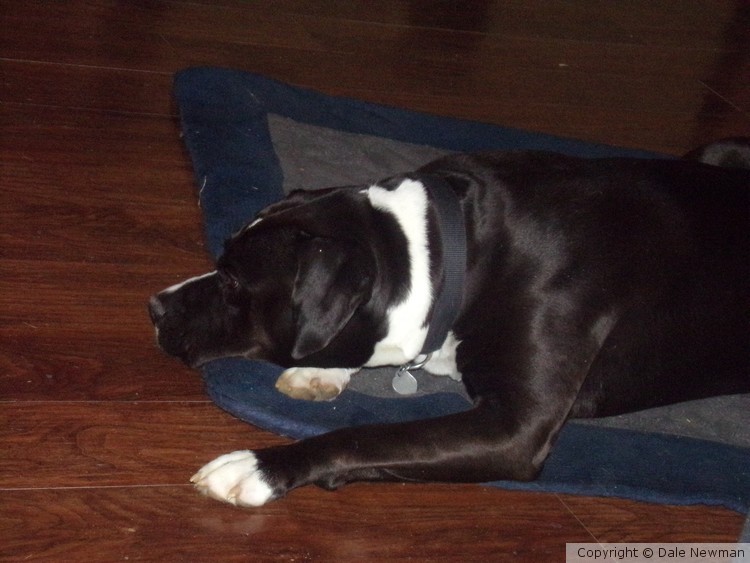 Duke resting