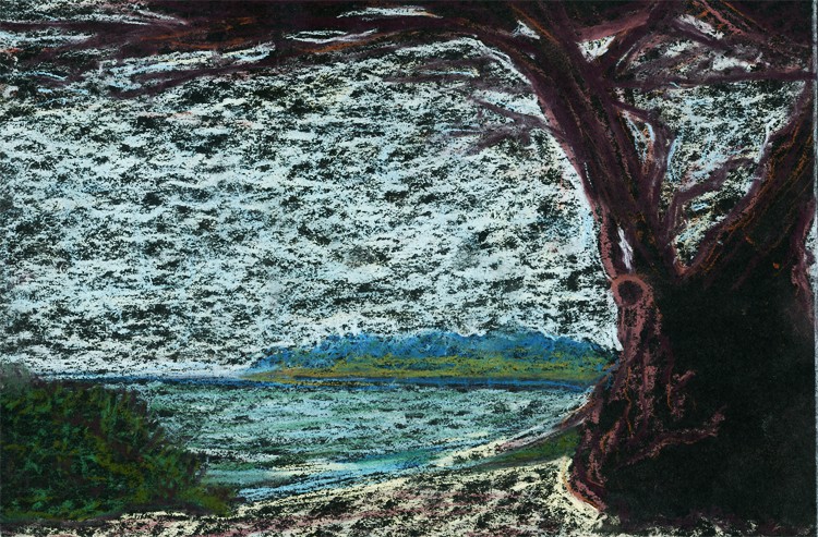 Carmel Cypress Drawing