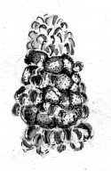 Squawroot Drawing