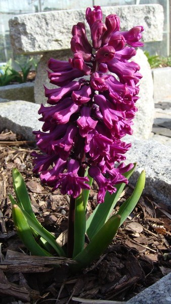 Spring time 2