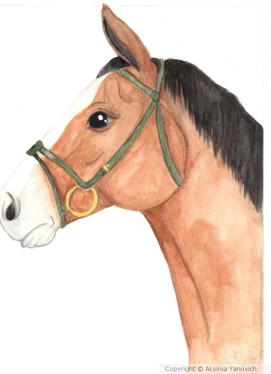 Horse