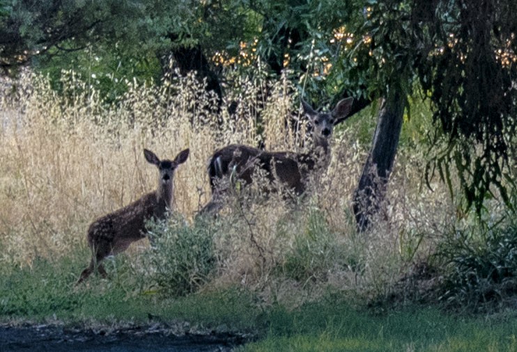 Watchfulness - July 2019