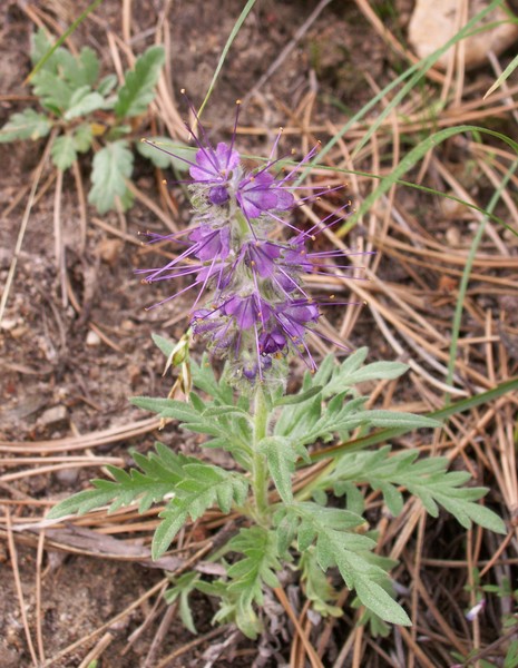 Mystery Flower