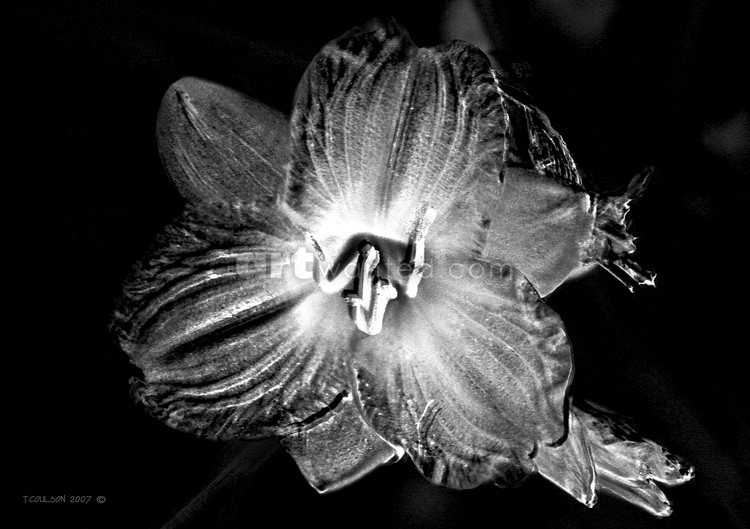 Day lily