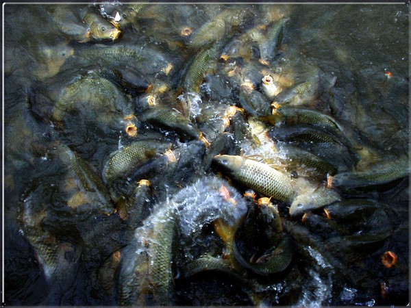 Feeding Frenzy