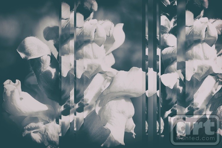 Lupine Collage in B&W