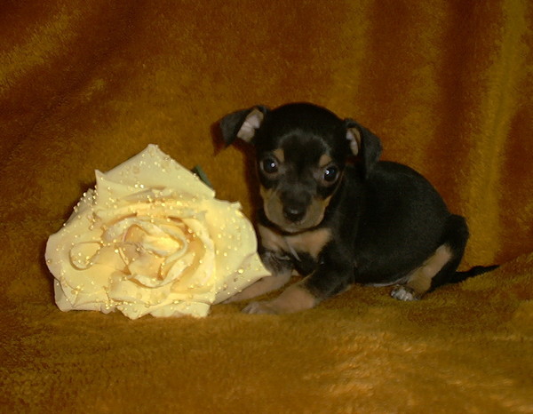 Puppy Portrait