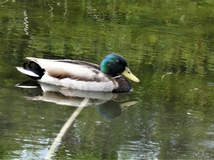 Duck Duck 