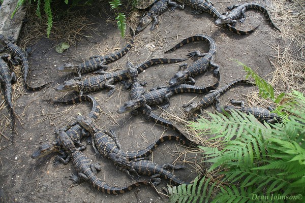 Baby Gators