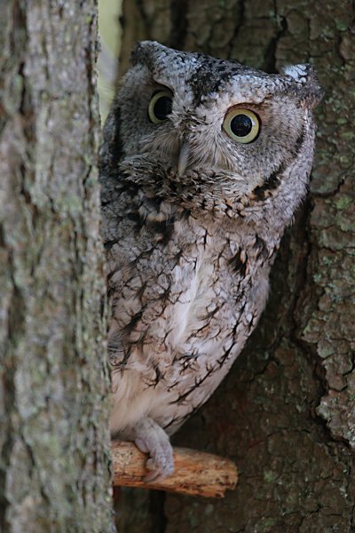 Owls 2