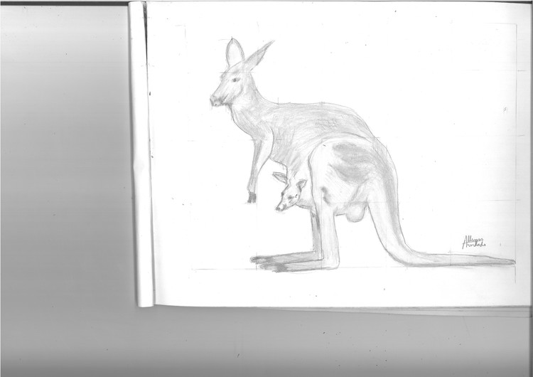 Kangaroo