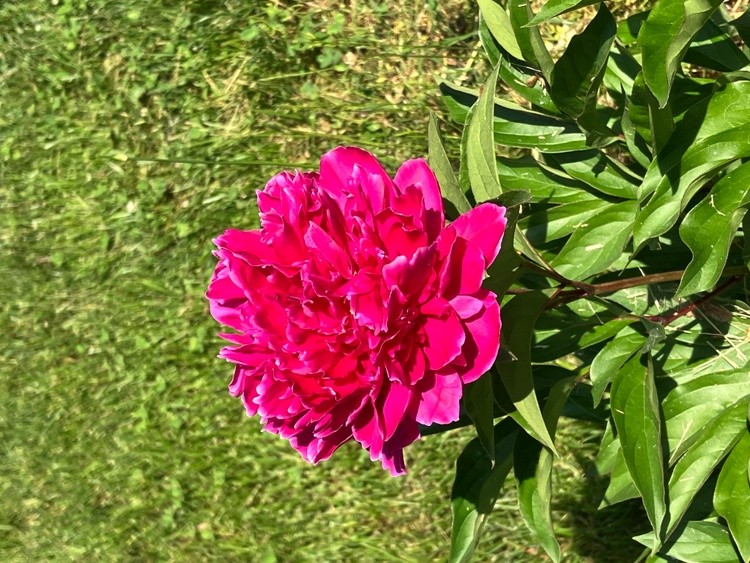 IMG 0434