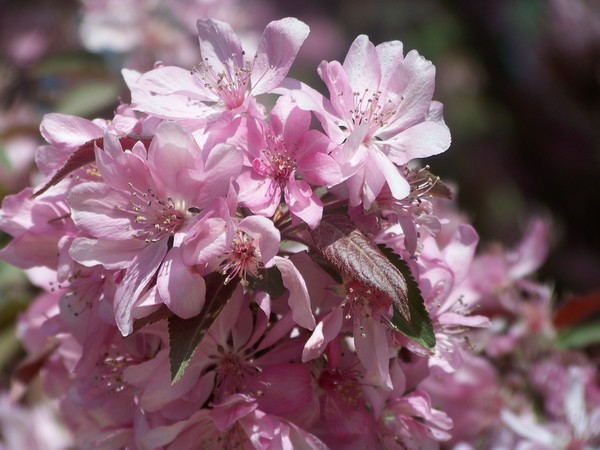 trees in bloom